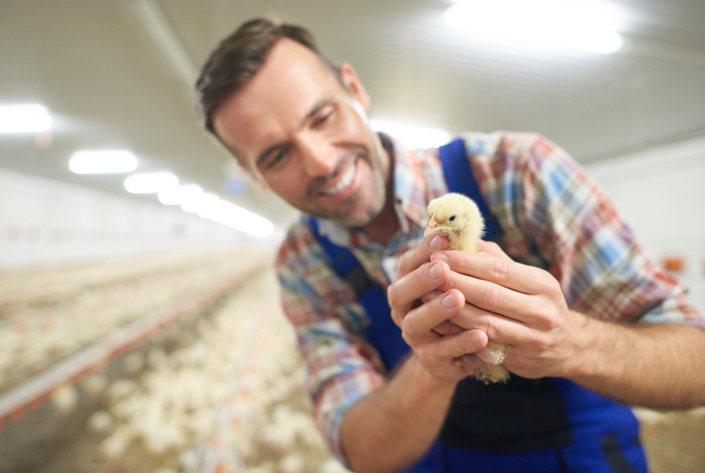 Energy for Poultry Farming<br />
