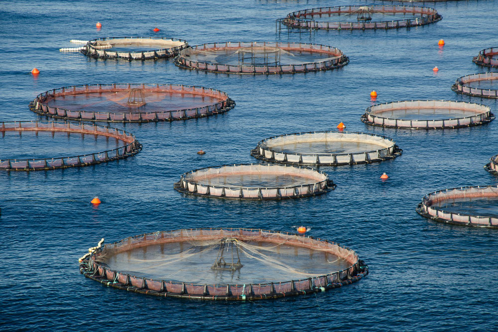 Fish farm